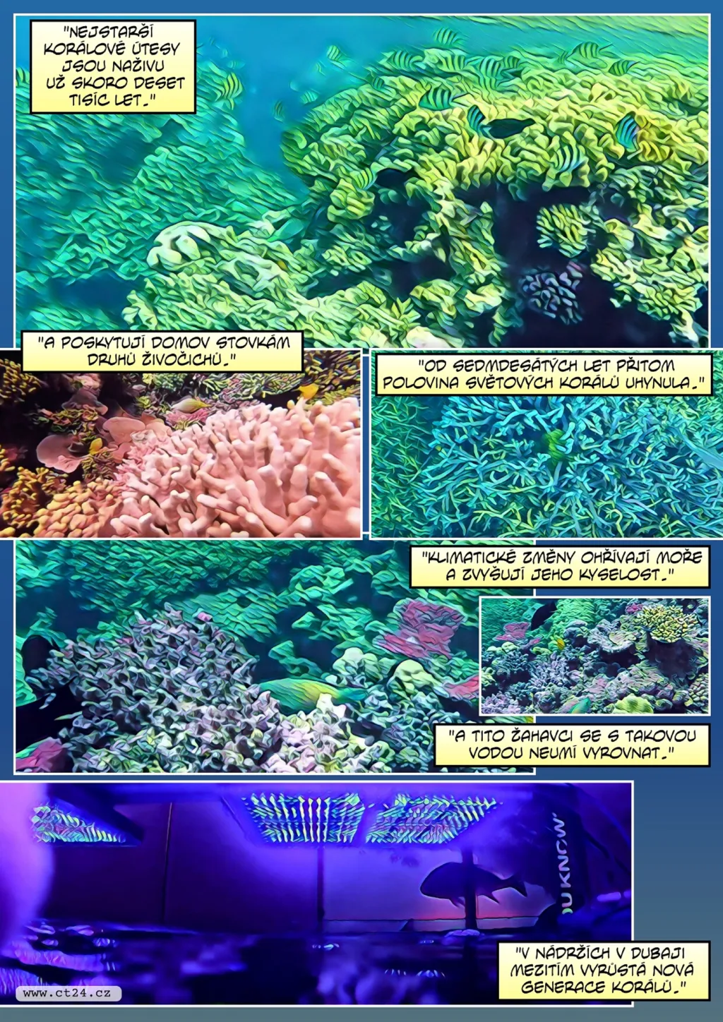 V laboratořích pěstují korály, aby zachránili útesy
