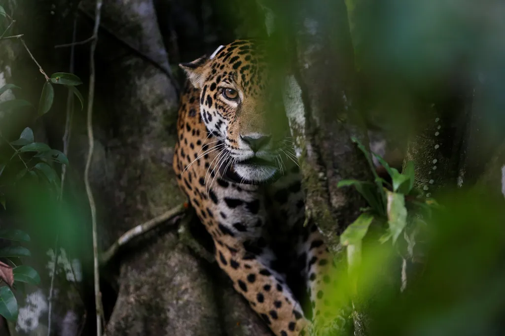 Samice jaguára v korunách stromů rezervace Mamiraua Sustainable Development Reserve v Amazonii