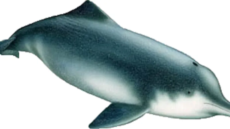 Delfínovec čínský