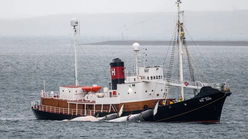 Islandská velrybářská loď HVALUR 9 se dvěma ulovenými plejtváky