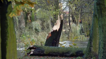 Spadlý strom v parku v centru Sokolova