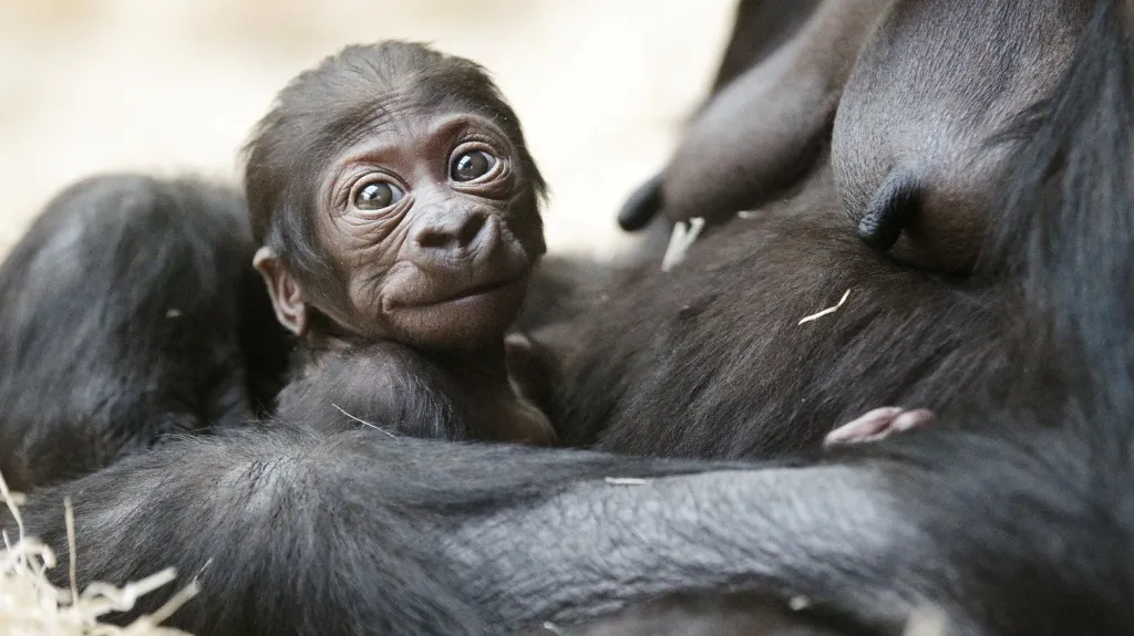 Mládě gorily nížinné