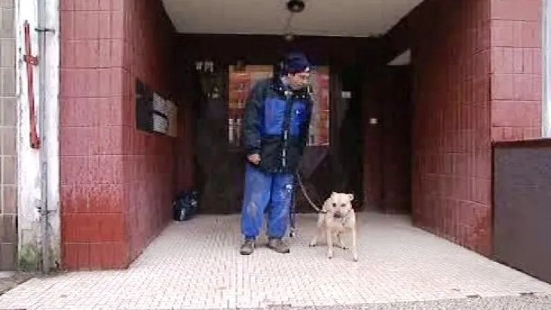 Majitel s křížencem pitbulla