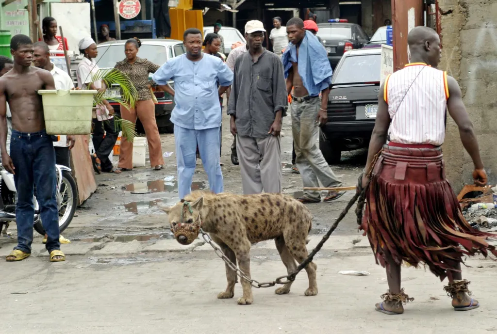 Potkat pár složený ze zvířete a člověka je možné po celé Nigérii. Nejvíce se jich pohybuje v okolí měst Lagos a Kano