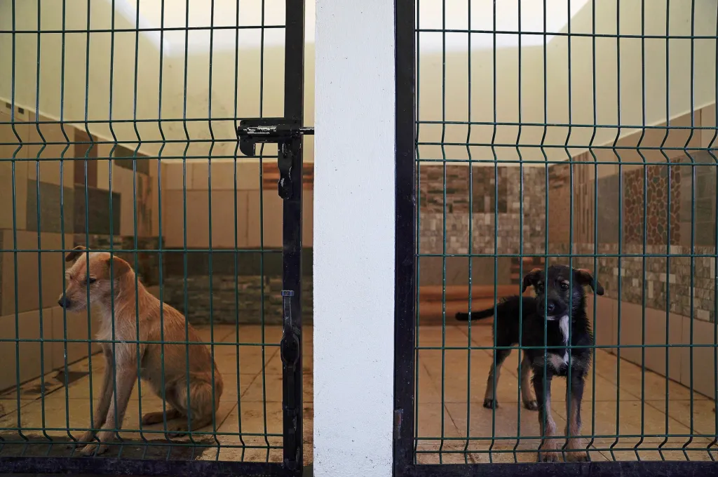V psí vojenské základně v příměstské oblasti Zumpango de Ocampo, kousek od hlavního města Mexico city, se vojáci starají o pouliční „voříšky“. Nabízí jim ošetření, jídlo, ubytování a základní socializační výcvik