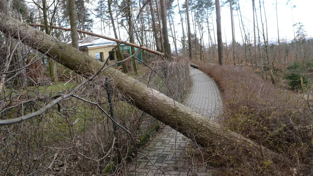 Vyvrácené stromy poškodily i několik výběhů