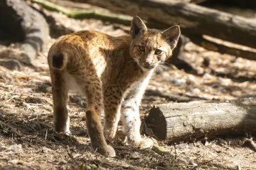 V českém pohraničí žije víc než sto rysů. Ohrožují je pytláci i auta