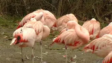 Plameňáci v pražské zoo