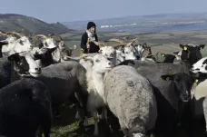 Na Pálavě se po mnoha letech opět pasou kozy a ovce bez ohradníků. Hlídá je pastevec se psem