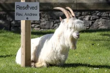 Z pastvin do ulic. Vylidněné městečko ve Walesu okupují kozy 