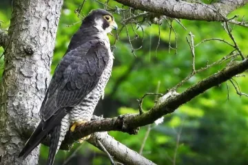 V Moravském krasu se mění turistická trasa u Jáchymky. Hnízdí tam sokol a potřebuje klid
