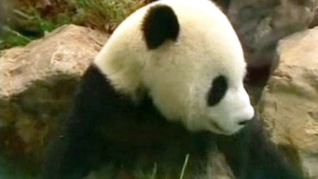 Čínská panda
