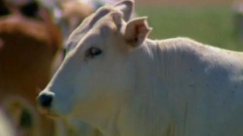 Reportáž Pavla Šimka