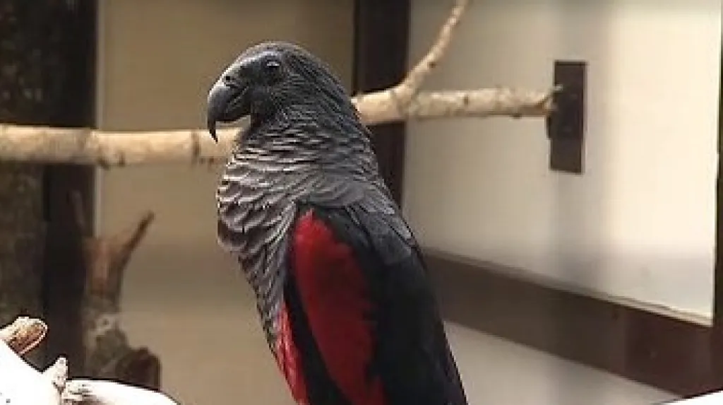Papoušek orlí