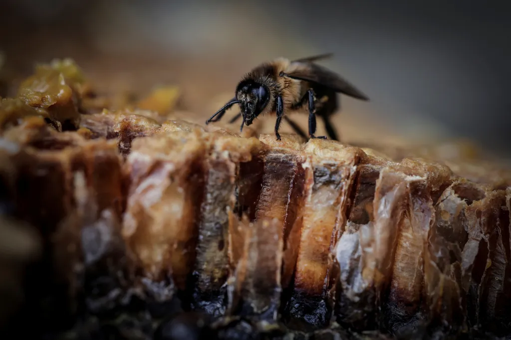 Úbytek včelích populací znamená nedostatečné opylování vysokohorských plodin