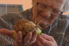Šneci nebo kozy. Seniorům v Břeclavi pomáhá netradiční zooterapie