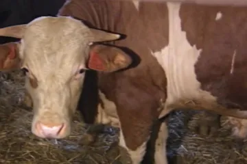 30 let zpět: Jak se žije zemědělcům 