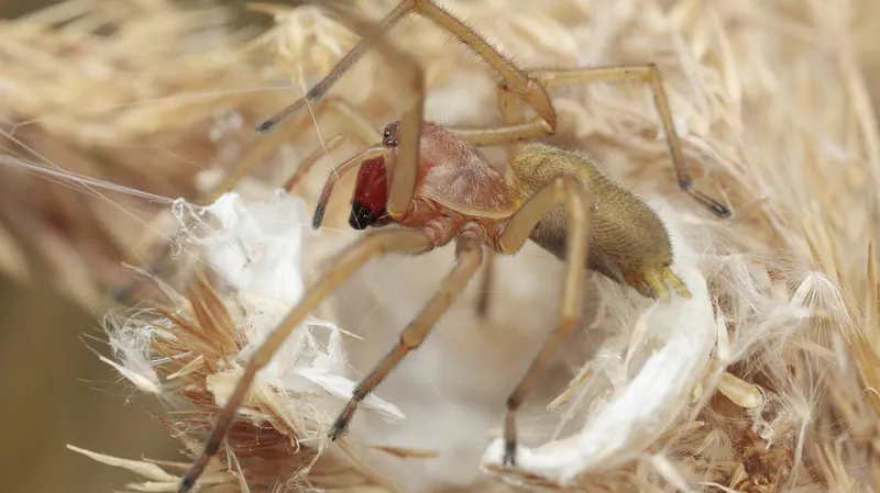 Zápřednice jedovatá