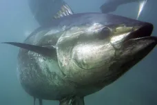 Mořské rezervace výrazně pomáhají ohroženým tuňákům, zjistil výzkum