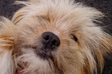 Od psa se člověk koronavirem nenakazí, oznámili vědci