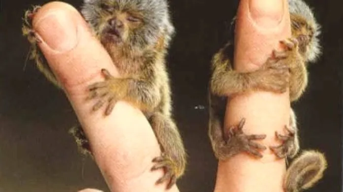 Nejmenší opice na světě