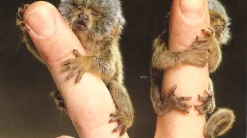 Nejmenší opice na světě