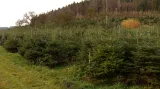 Plantáže vánočních stromků