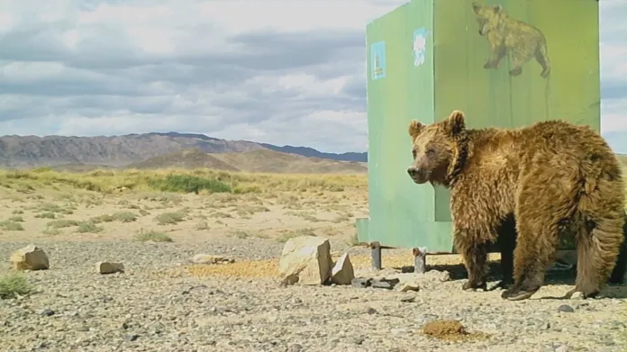 Medvěd mazalaj v mongolské rezervaci Gobi A
