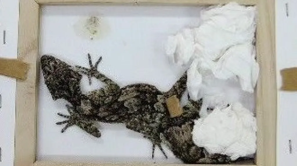 Zabavený gekon listoocasý