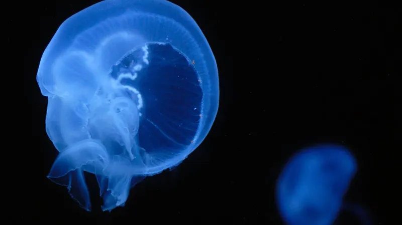 Medúza talířovka ušatá