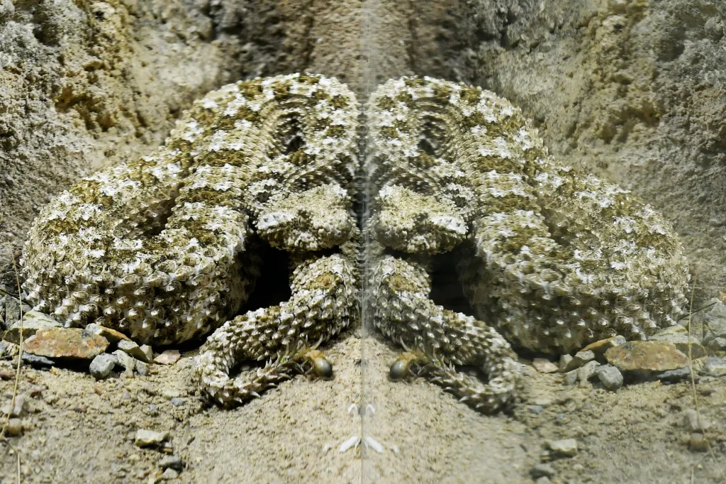 Zmije pavoučí z plzeňské zoo