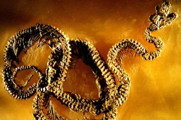 Staré zkameněliny v novém výstavním hávu