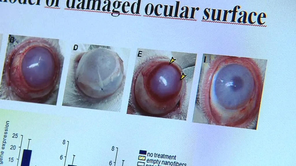 Oční bulva laboratorního králíka léčená pomocí kmenových buňěk