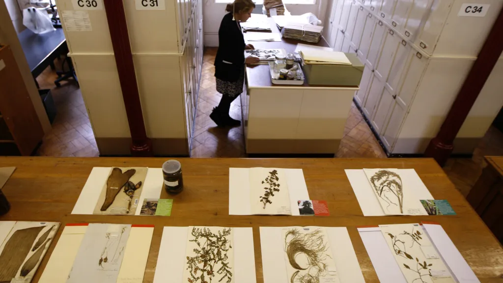 Výzkum rostlinných druhů