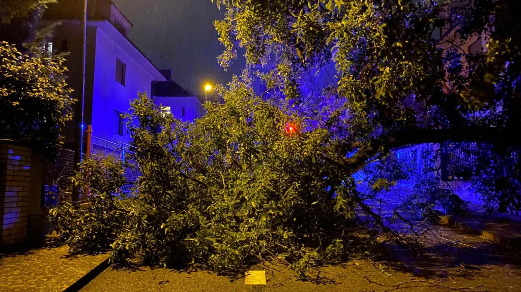 Spadlý strom v důsledku silného větru