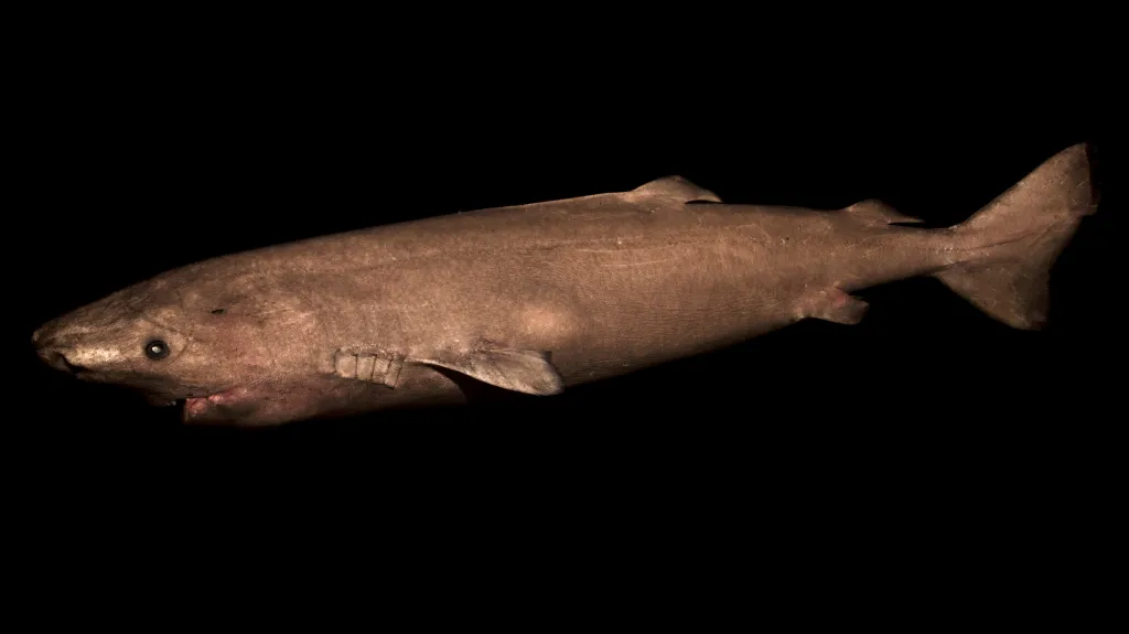 Žralok grónský
