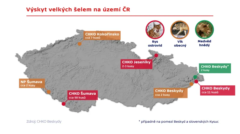 Výskyt velkých šelem na území ČR