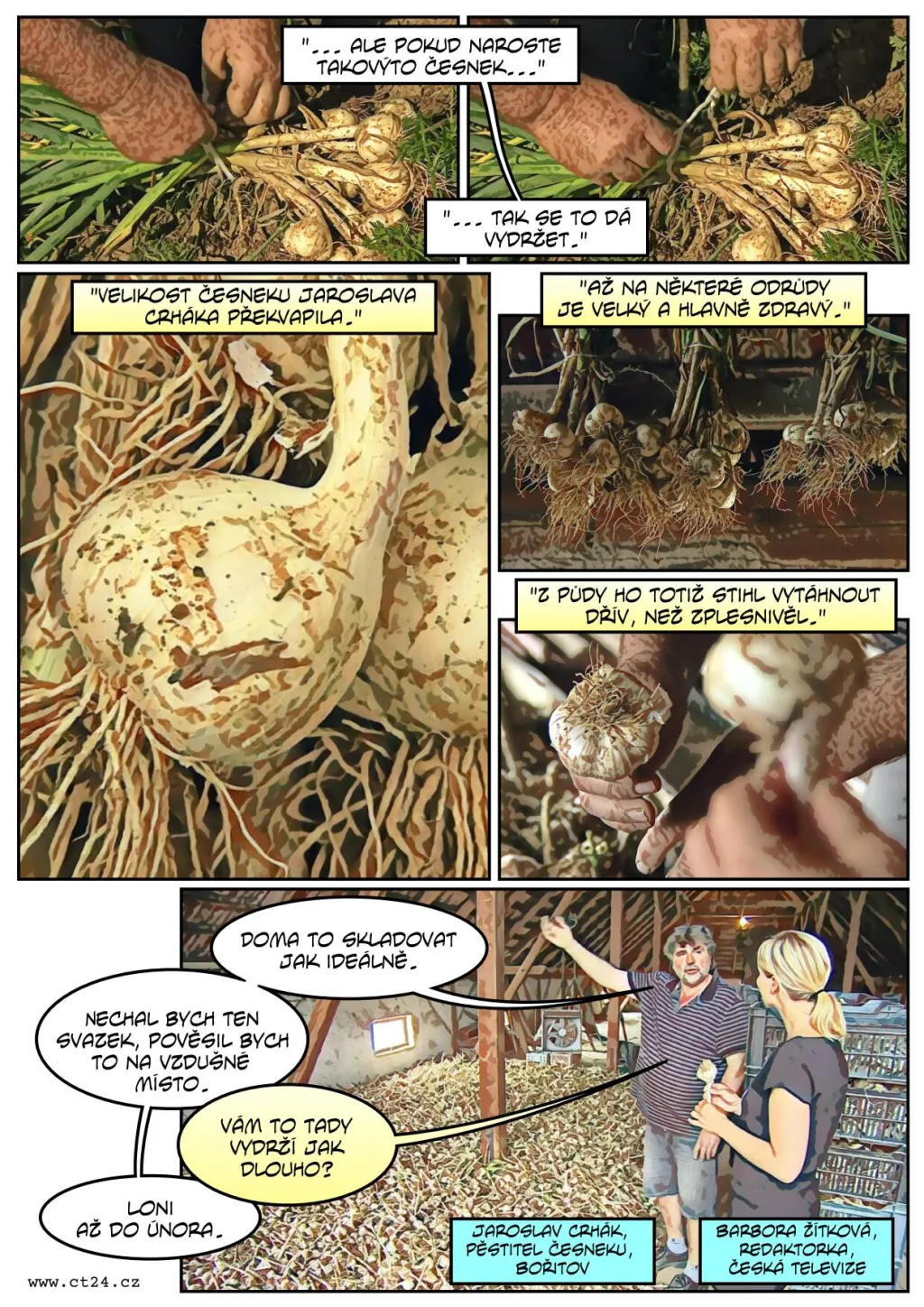 Česneku bude letos dost