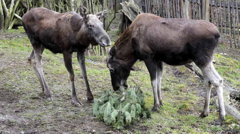 Losi si pochutnávají na vánočním stromku