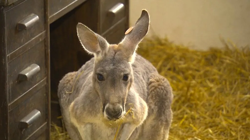 Australská farma v jihlavské zoo