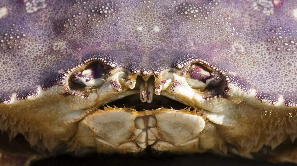 Krab Metacarcinus magister