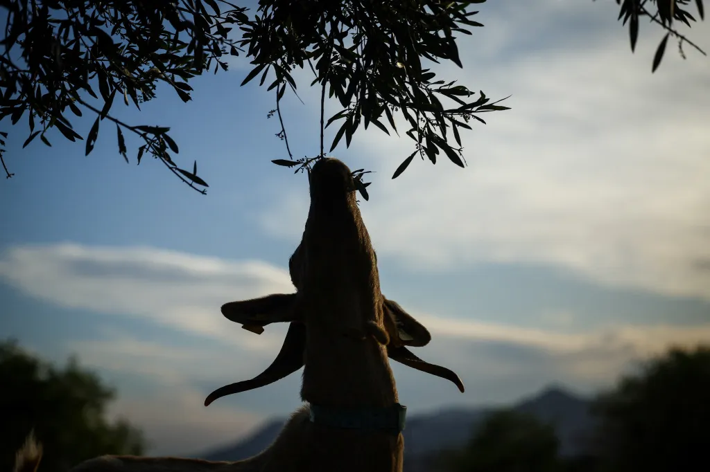 Nakonec ani jeden z nich to nedělá pro peníze. „Pokud počítáte hodiny, nevyplatí se to,“ říká Alba. „Děláme to, protože věříme v jiný způsob života a hospodaření s půdou.“