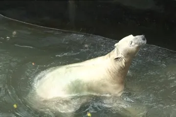 Medvědí máma: Mláďátko šelmy má od začátku velkou energii