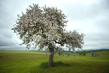Ochlazení nadcházejícího týdne zakončí znovu slunečný víkend. A možná přijdou i bouřky