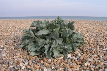 Pravěcí Evropané jedli mořské řasy a vodní rostliny. Dokazuje to analýza zubního kamene