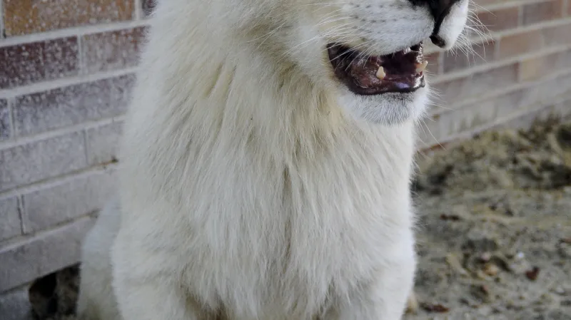 Sedmiměsíční lvíče zatím nemá jméno