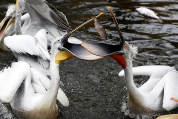 V pražské zoo se potvrdila ptačí chřipka u dalších uhynulých ptáků