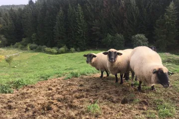Ovce, slepice i včely, všechno k pronajmutí. Firmy nabízejí Čechům pocit života na venkově