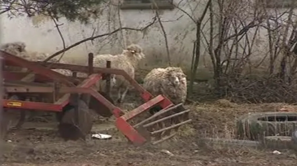 Zvířata se volně pohybují mezi zemědělskými stroji