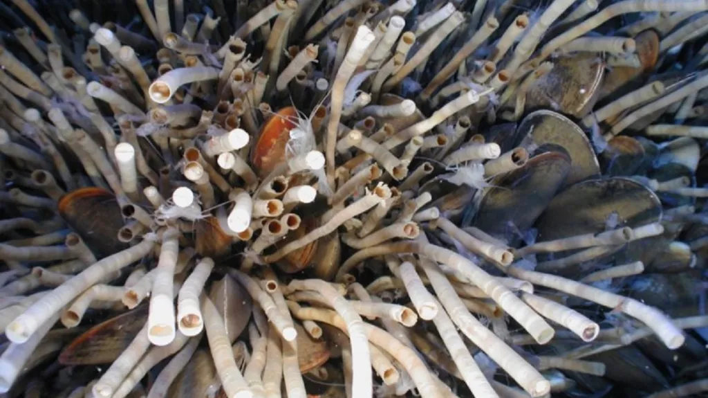 Escarpia laminata